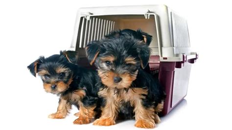 3 Best Crates For Yorkies Provide Comfort To Your Yorkie Our Yorkie