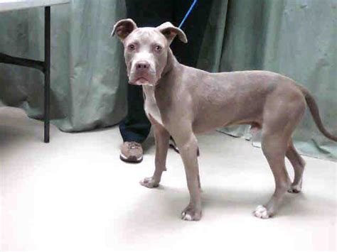 Silver Blue Fawn Male Pit Bull Terrier Yet Another Blue Gr Flickr
