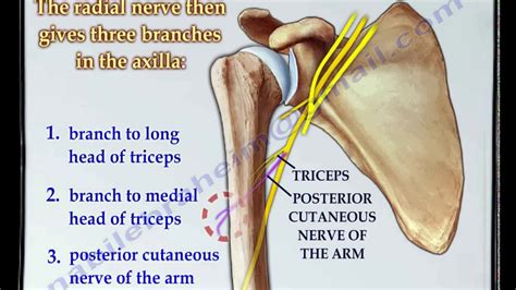 Radial Nerve Anatomy Everything You Need To Know Dr Nabil Ebraheim