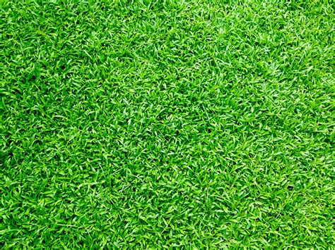 The Lowdown On Grass Clippings Should You Use Them On Your Lawn And