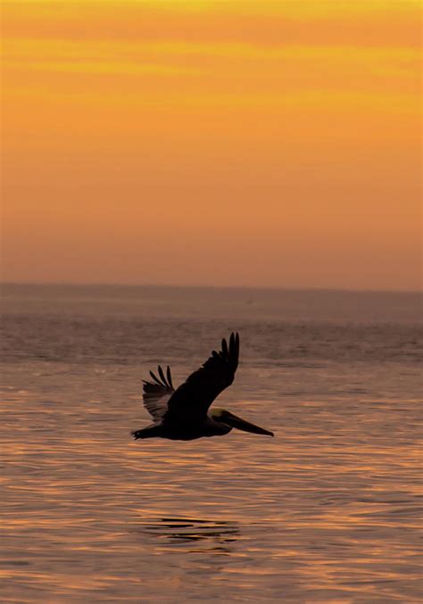 Pelican Sunset Photograph By Bob Jensen Fine Art America