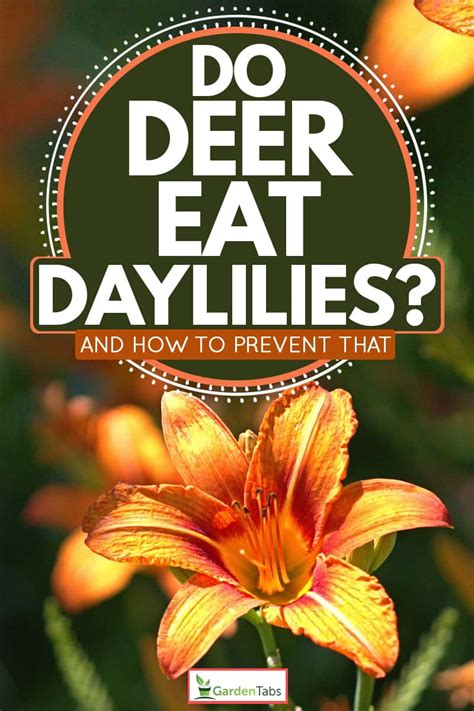 College of agriculture and natural resources. Do Deer Eat Daylilies? And How To Prevent That - Garden Tabs