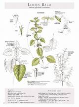 Images of Online Botanical Art Classes