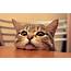 16 Cats Who Make Awkward Poses Look Really Cute  DogVacay Official Blog