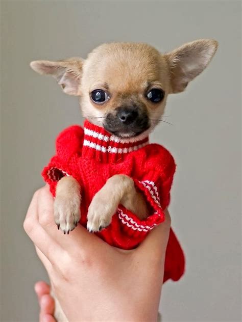 Is Chihuahua The Smallest Dog Breed Annie Many