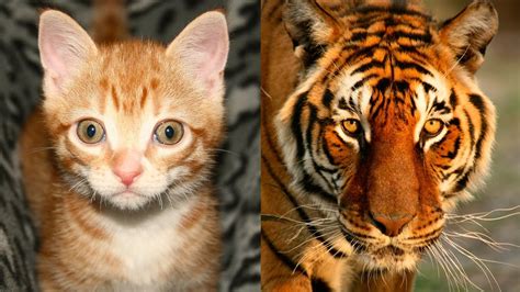 Exploring The Many Similarities Between Domestic Cats And Wild Cats