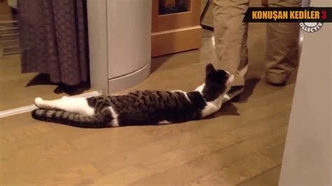 Konuşan Kediler En Komik Kedi Videoları Youtube