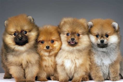 Why The Fluffy Pomeranian Is The Best Companion K9 Web