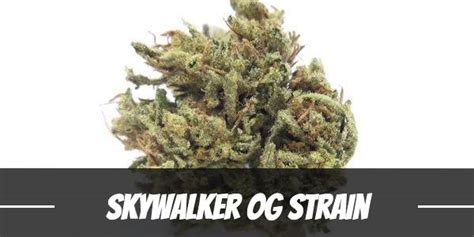 Skywalker Og Cannabis Strain Information And Review