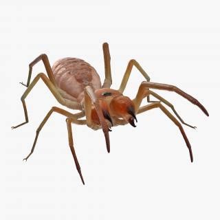 Photos that purport to show creatures six times that size have misleading perspective—the spider is invariably placed in the foreground where the lens makes it appear much. Wind Scorpion Spider with Fur 3D model | 3D Molier ...