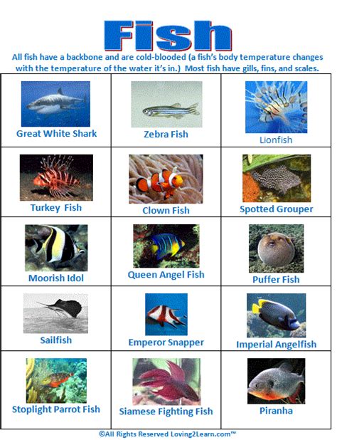 Super Subjects Super Science Life Science Animal Groups Fish