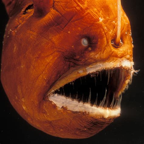 Deep Sea Anglerfish Female