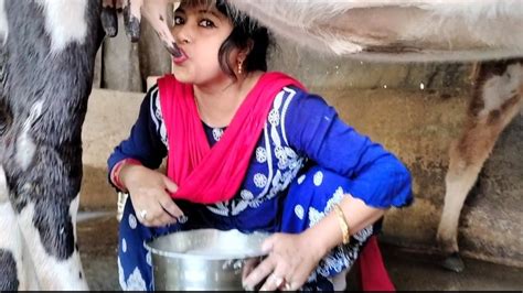 Drinking Cow Milking Village Girl Milking Cows Woman Milking Cow
