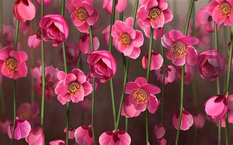 🔥 Download Pink Flower Desktop Wallpaper At Wallpaperbro By
