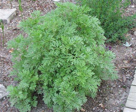 Artemisia Absinthium True Wormwood The Seed Vine