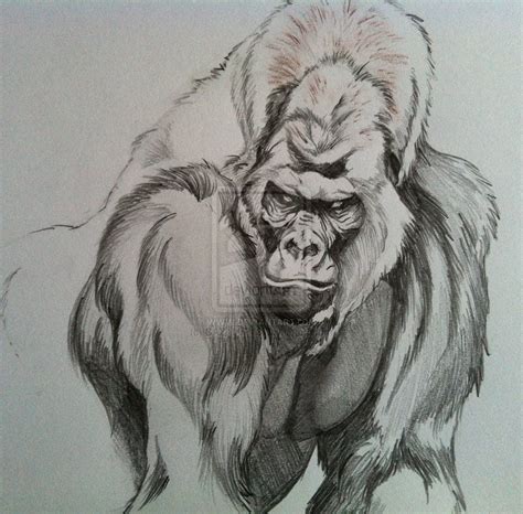 Silverback Gorilla Sketch