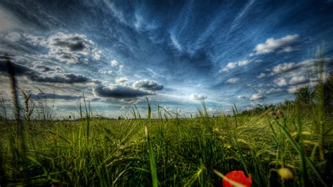 1920x1080 1920x1080 Red Field Macro Blur Poppies Flowers