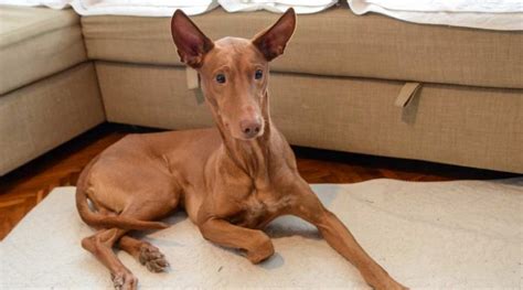Pharaoh Hound Information Breed Facts Traits And More