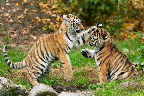 Did you know that the tiger belonged to the cat family? Neues Tiger-Buch für Kinder | Redaktion Österreichisches ...