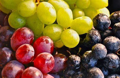 How To Tell If Grapes Are Ripe