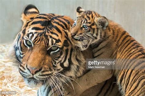 Cute Baby Tigers Photos And Premium High Res Pictures Getty Images