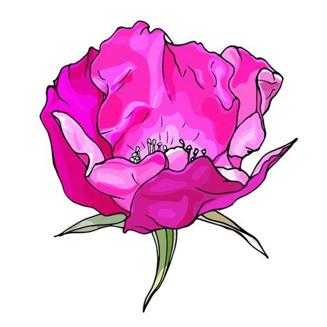 Premium Vector Wild Rose Flower Hand Drawn Illustration