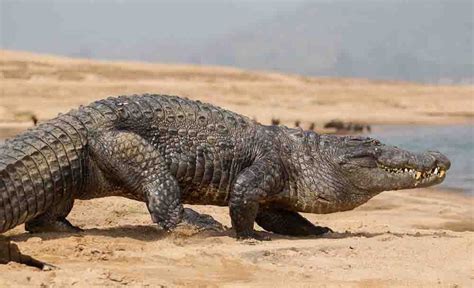 A Ground Of Gharials And Tigers With Its Pristine Beauty Of Nature