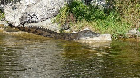 Killer Nile Crocodiles In Florida Experts Say Its Possible