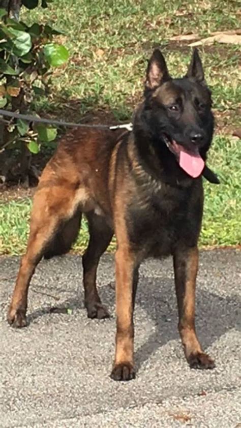 Ready to leave on the 03 of feb 2021. Avisa K9 Announces AKC KNPV Lines Belgian Malinois Puppies ...