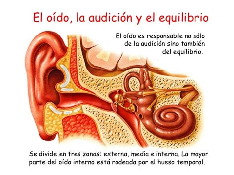 El Oído La Audición Y El Equilibrio