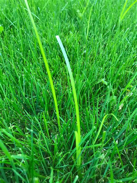 Find the perfect blade of grass stock illustrations from getty images. Help Idenfitying and Removing Fast Growing, Single Blades ...