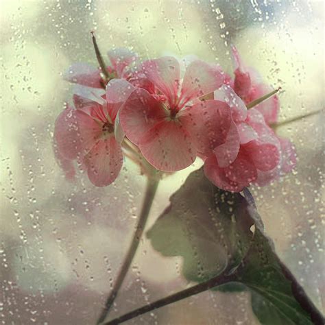 Flowers In The Rain Photograph By Yuliam Fine Art America