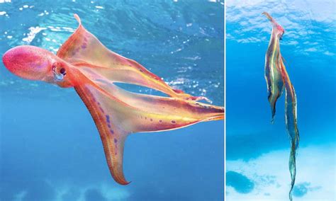 Extremely Rare Blanket Octopus Spotted In Great Barrier Reef Video