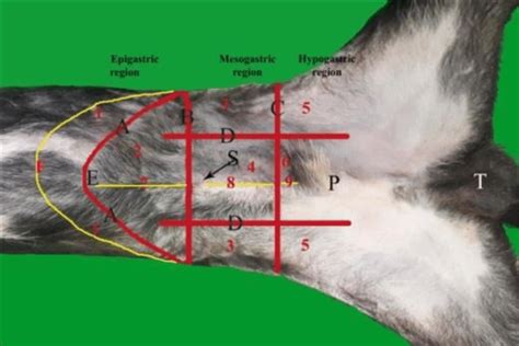 The left lower quadrant of the abdomen is a complex interplay of structures. Ventral view of the abdomen of the dog showed the topographic regions... | Download Scientific ...