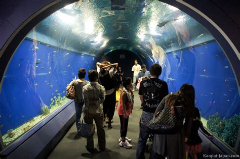 Kaiyukan Aquarium The Vertical Tank With Its Whale Shark