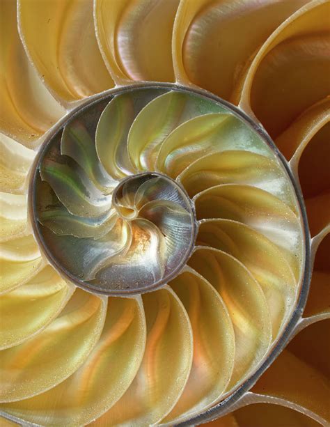 Chambered Nautilus Shell Pattern Photograph By Adam Jones Pixels