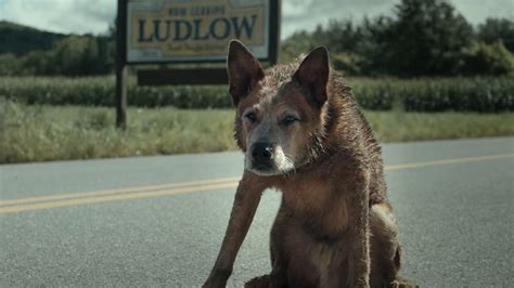The Pet Sematary Bloodlines Trailer Takes You Back To Stephen Kings