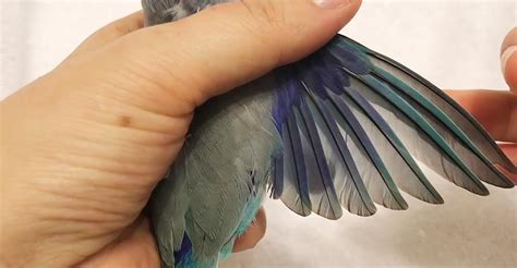 Wing Clipping Guide For Bird Owners Is It Good Or Bad To Clip Birds