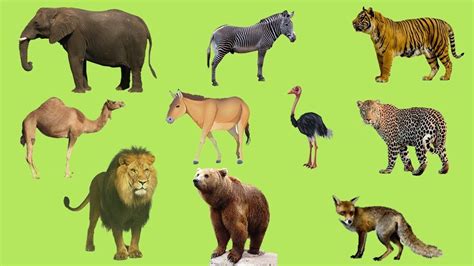 Learning Wild Animals Names And Sounds For Kids Learning For Kids