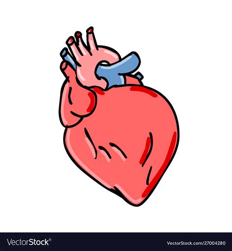 Human Heart Cartoon Royalty Free Vector Image Vectorstock