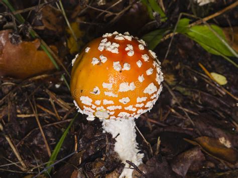 Fly Agaric Amanita Muscaria Poisonous Fungus With Orange Cap In Moss