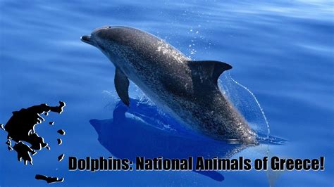 Dolphins National Animal Of Greece Youtube