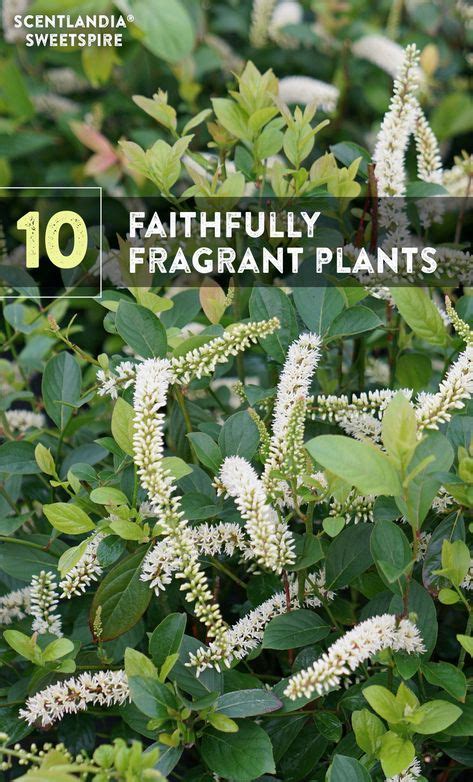 240 Best Fragrant Plant Ideas Fragrant Plant Plants Fragrant