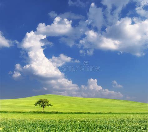 Green Wheat Field In Spring With Lone Tree And Blue Sky Stock Photo