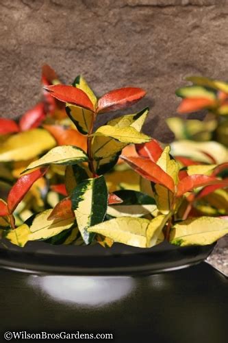 Buy The Best Asian Jasmine Plants Trachelospermum Plants For Sale