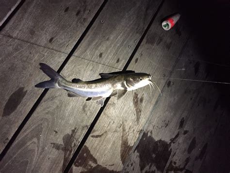 A 'catfish' is someone who uses the anonymity of the internet to create a fake online identity. Goombay Smashing: Kissing Salty Dogs & Crabs - The ...