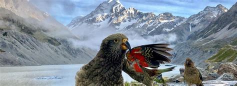 Native Birds Of New Zealand