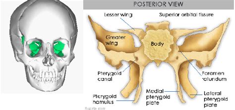 Ethmoid bone — noun one of the eight bones of the cranium; Bones - Biological Sciences 341 with Farone at Grove City ...