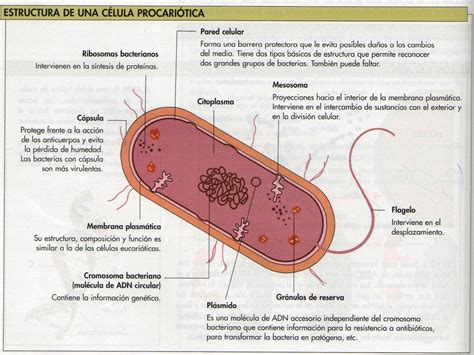 Procariota Procariota Y Eucariota Células Procariotas