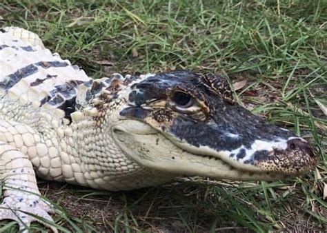 Rare white alligator stolen after fire kills 43 other reptiles ...